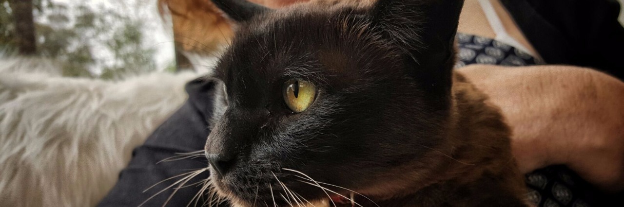 Why Having a Cat Is Beneficial for My Depression cat