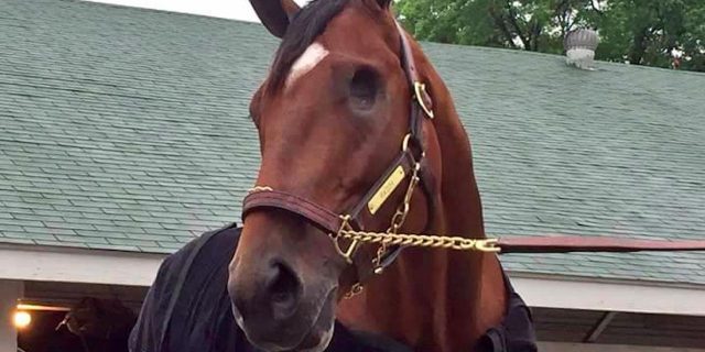 Why I Cheered for Patch, the Horse With One Eye, at the Kentucky Derby patch horse kentucky derby