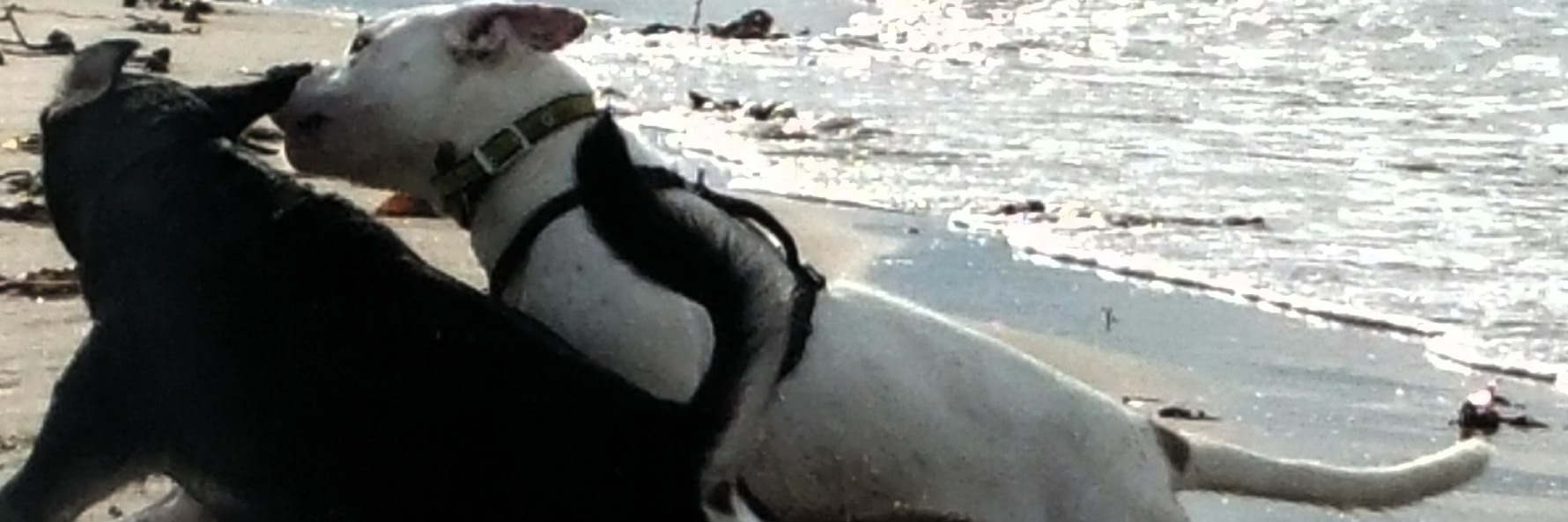 black dog and white dog play fighting on beach
