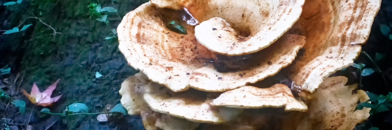 My Bipolar Journey, A Prose Poem rose-like mushroom on dark soil