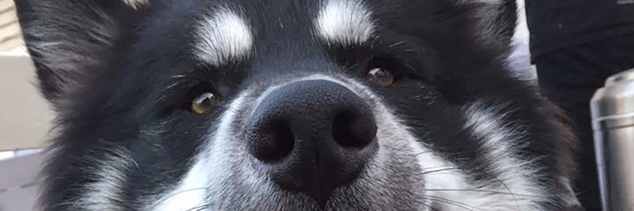 My Dog Helped With My PTSD black and white alaskan malamute wearing purple bow tie