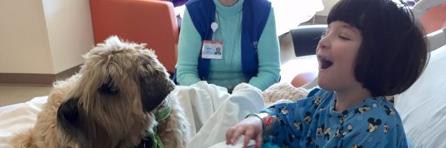 Little girl sitting on hospital bed, smiling and excited to have a brown therapy dog on the bed with her