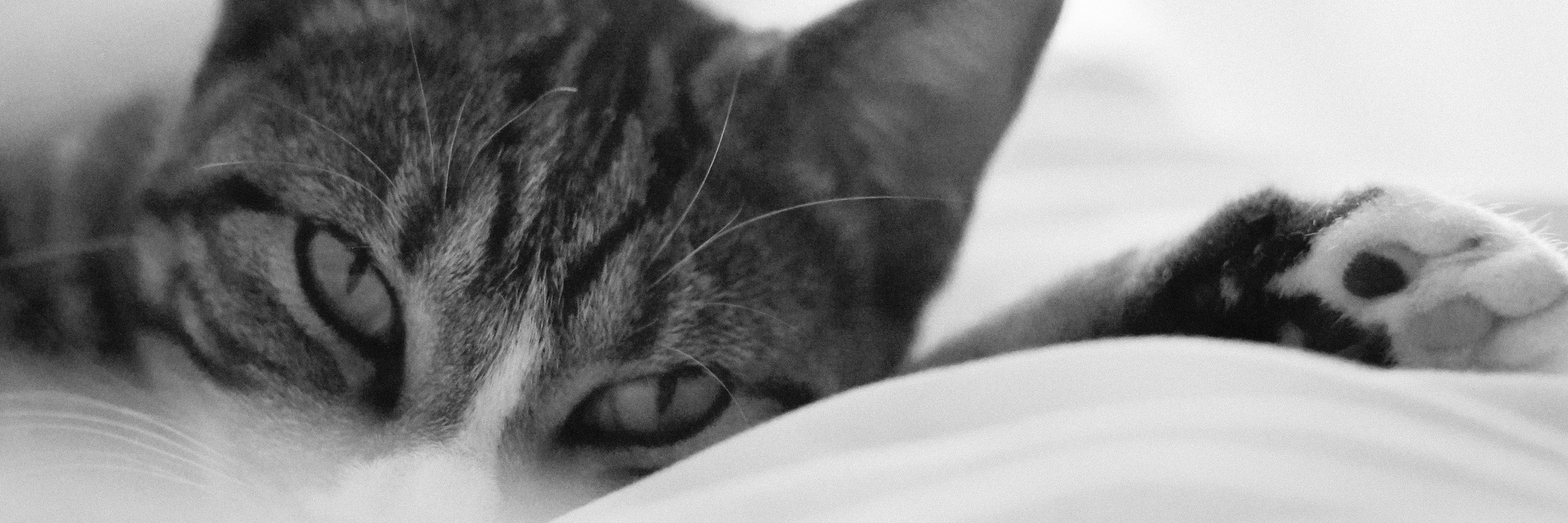 Vertebral Artery Dissection: Learning You Can't Control Illness black and white photo of a cat