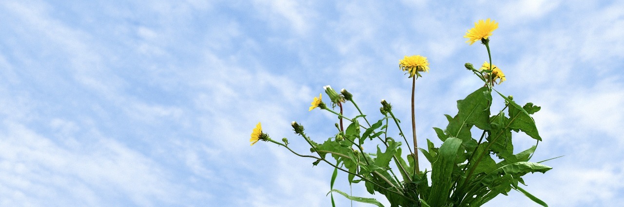 Asthma: What It Means to Have Resilience With Chronic Illness flowers growing out of cracked pavement