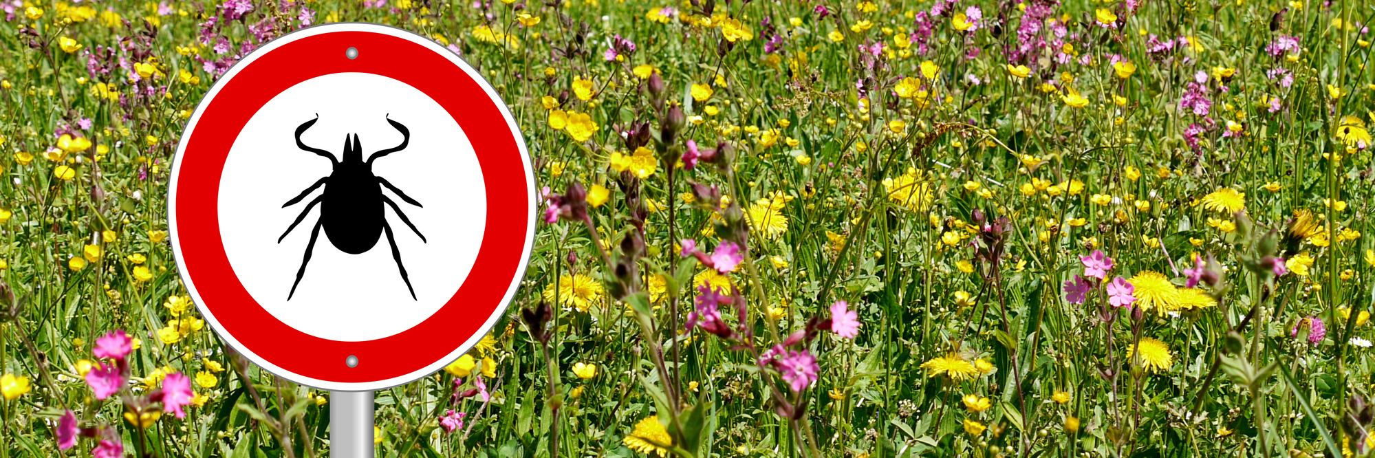 Facts to Know During Lyme Disease Awareness Month tick sign in a flower meadow