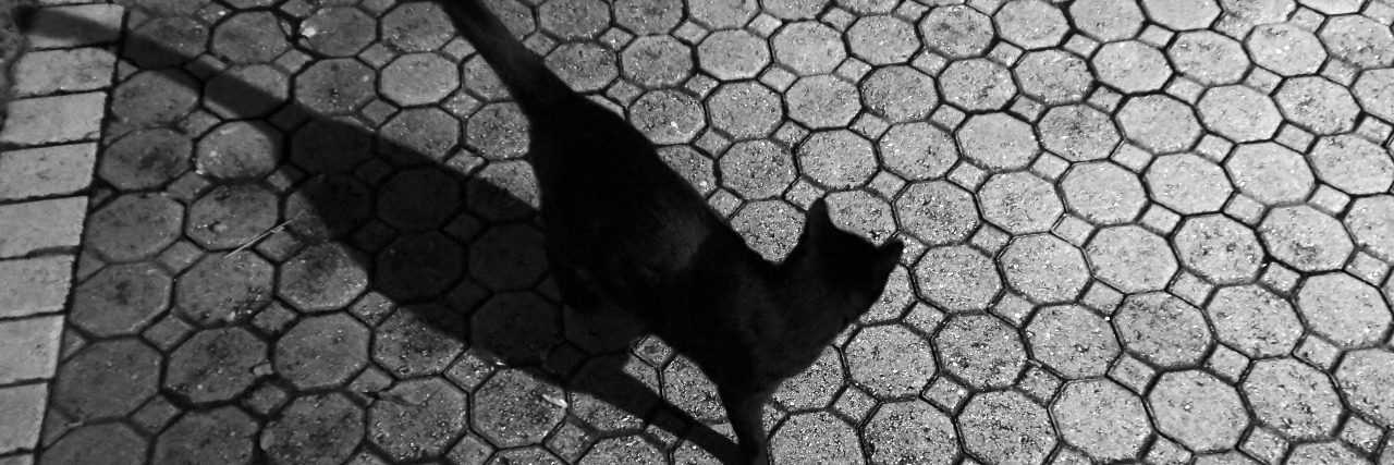 black cat on paved driveway with long shadow