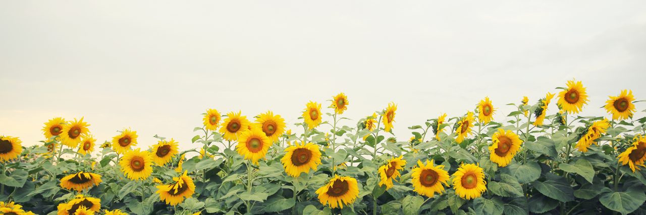 6 Tips to Surviving Mother's Day Grief yellow sunflowers