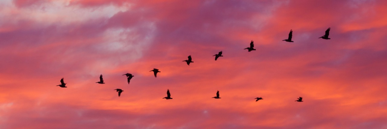 Life Lessons Learned From Living With Lupus birds flying in a v-formation at sunset