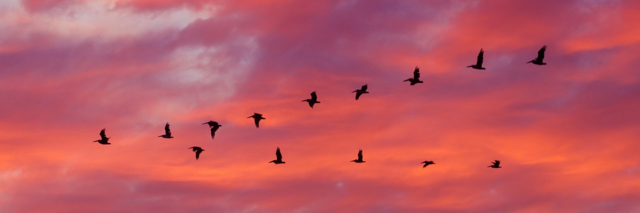birds flying in a v-formation at sunset