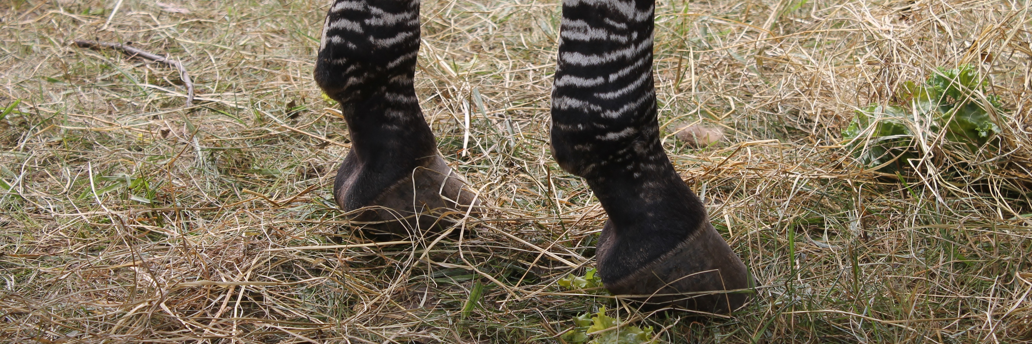 zebra hooves