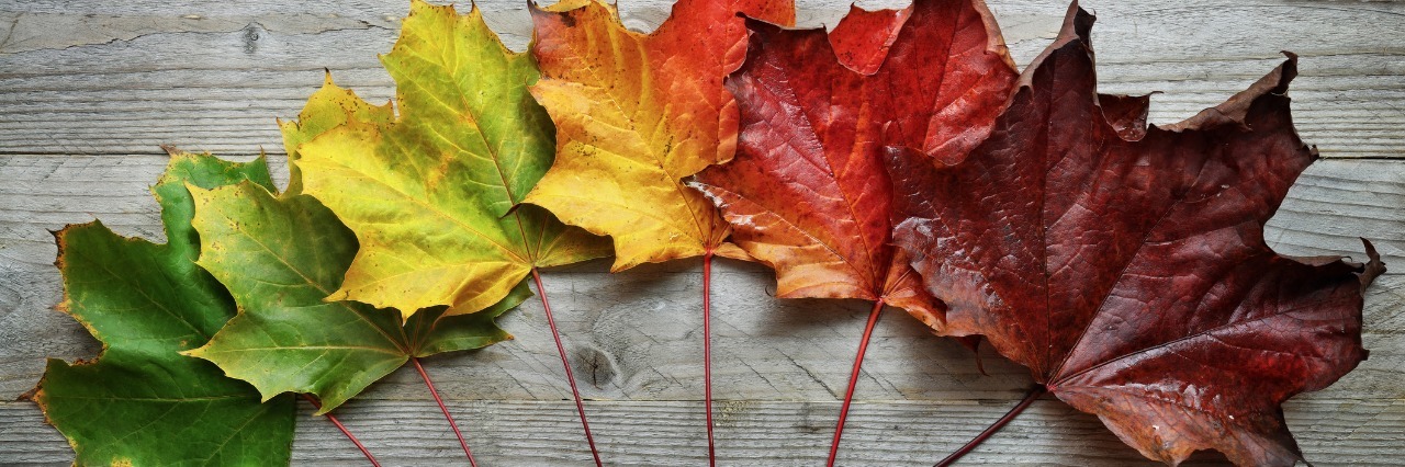 leaves with changing colors