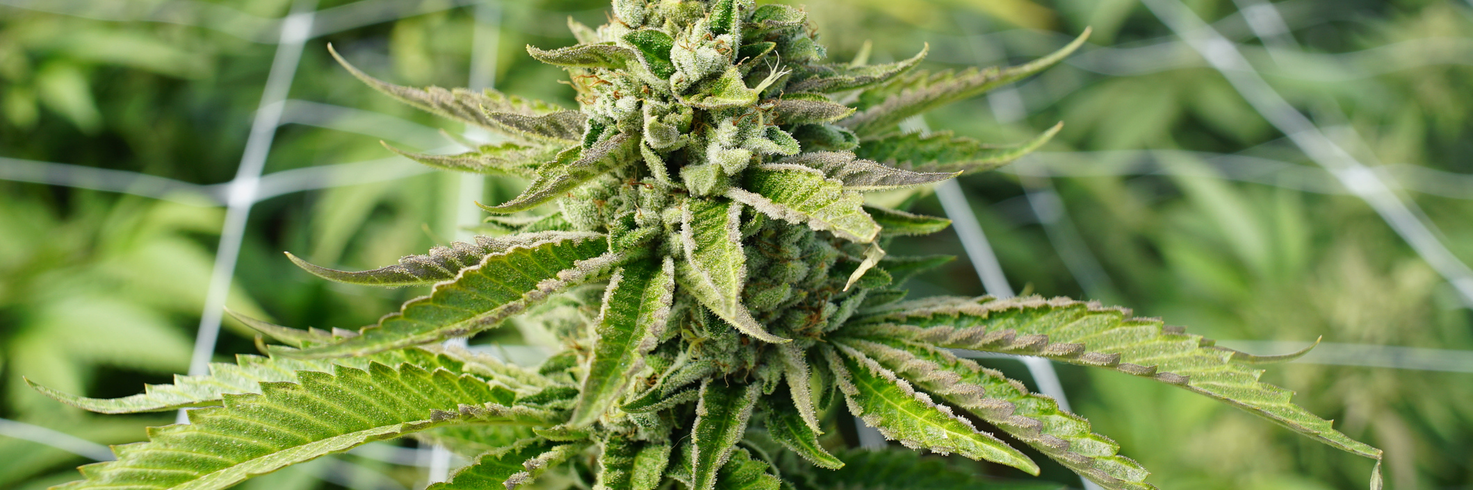 Using Cannabis to Manage Crohn's Disease Symptoms Commercially Grown Cannabis Indica