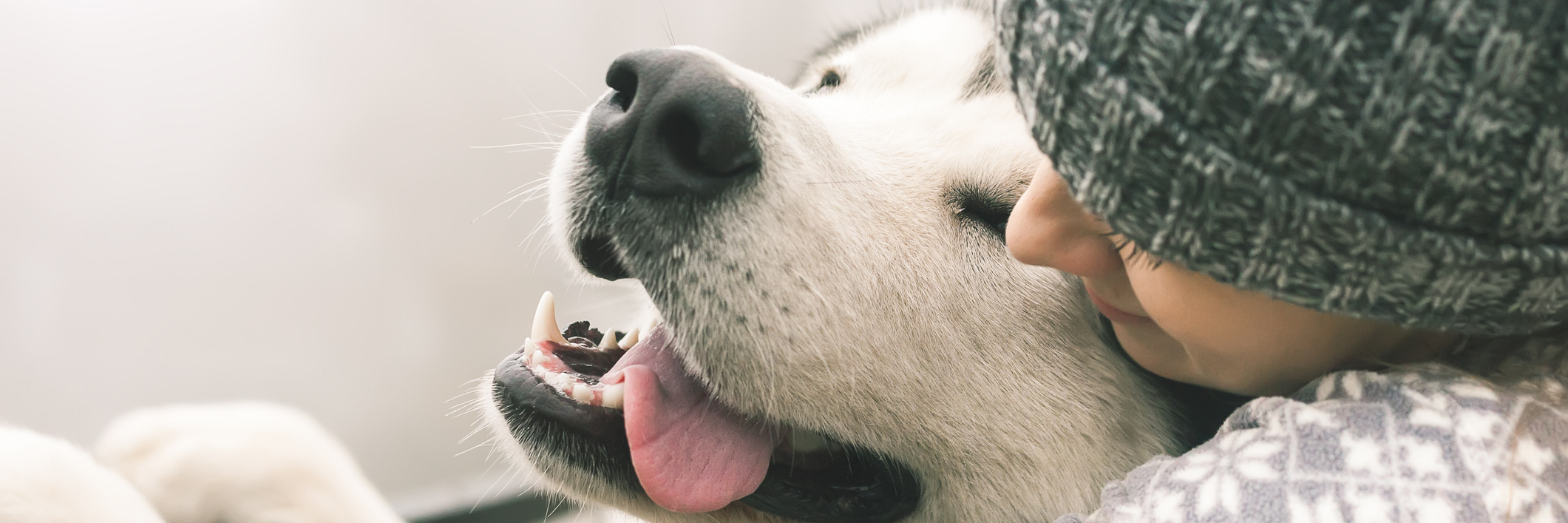 Image of young girl with her dog, alaskan malamute, outdoor at autumn or winter. Domestic pet. Husky