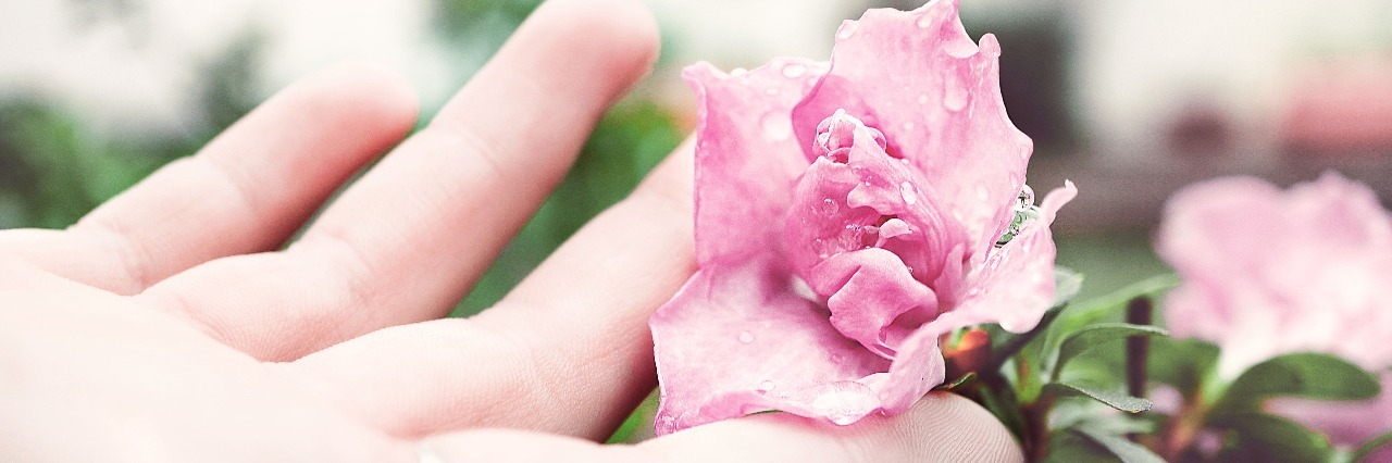 woman's hand delicately holding pink rose with drops of dew