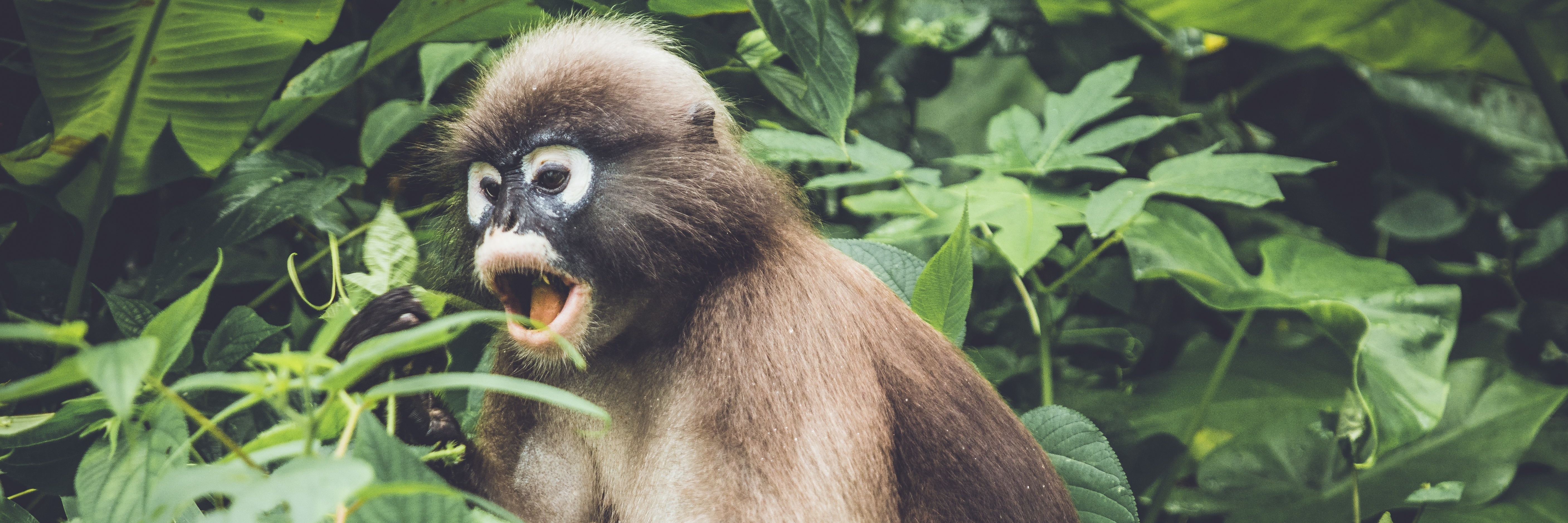 Why I Describe My Mental Illness as the 'PTSD Monkey' monkey
