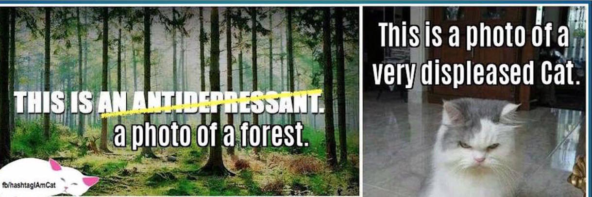 Cat Account Defaces Popular Meme to Make Point About Depression meme