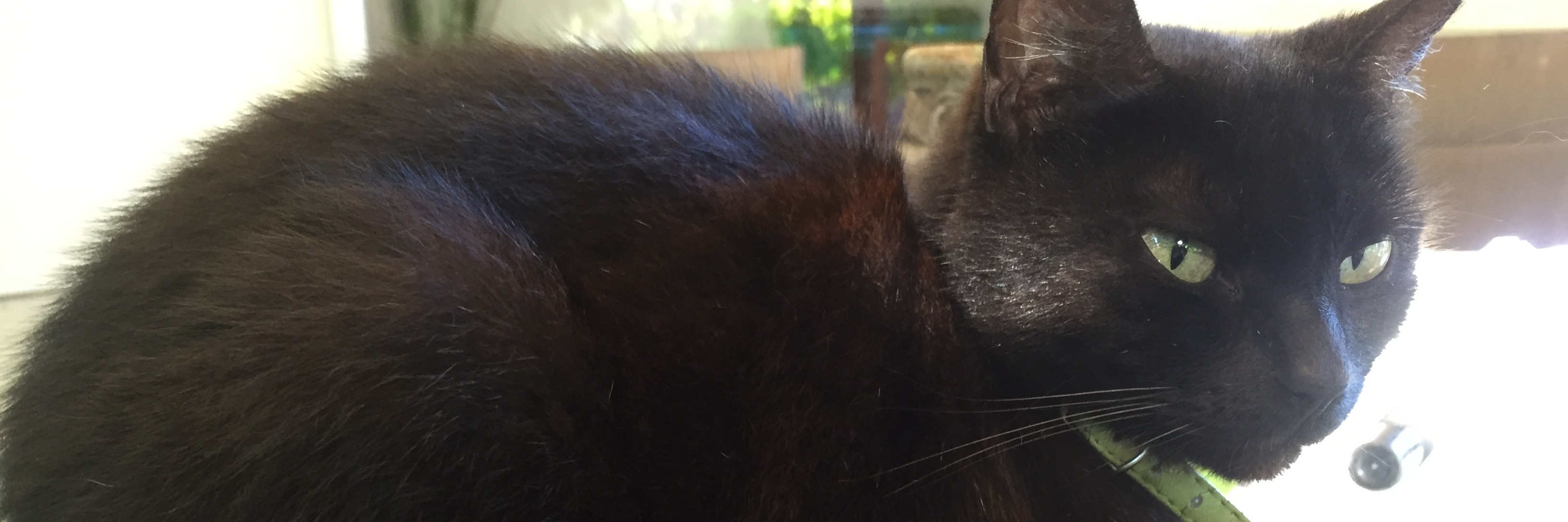 The Important Role Animals Play in Mental Health black cat sitting on green oven mitt