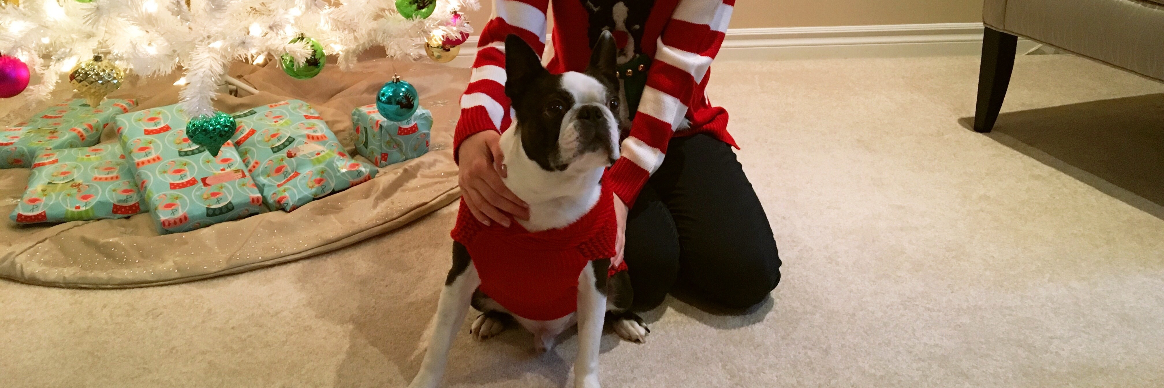 Adopting a Dog After Pulmonary Hypertension Diagnosis woman posing with her boston terrier in front of a christmas tree