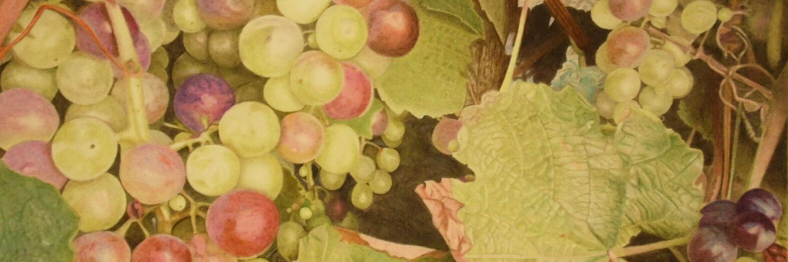 drawing of grapes and leaves