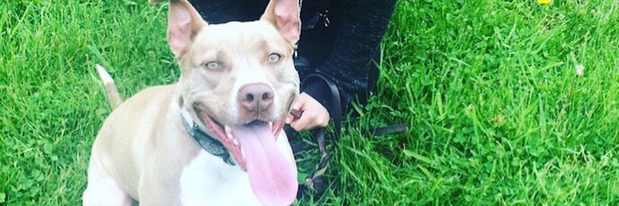 What My 'Bad' Dog Taught Me About Bipolar Disorder Recovery