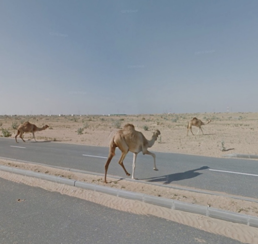 camels