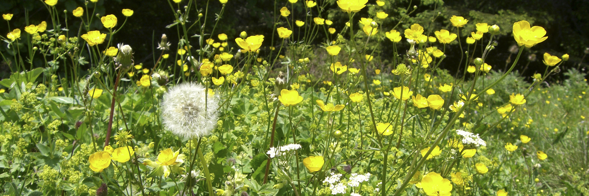 How Chronic Illness Makes You Tough and Resilient Like a Weed weeds growing in a field