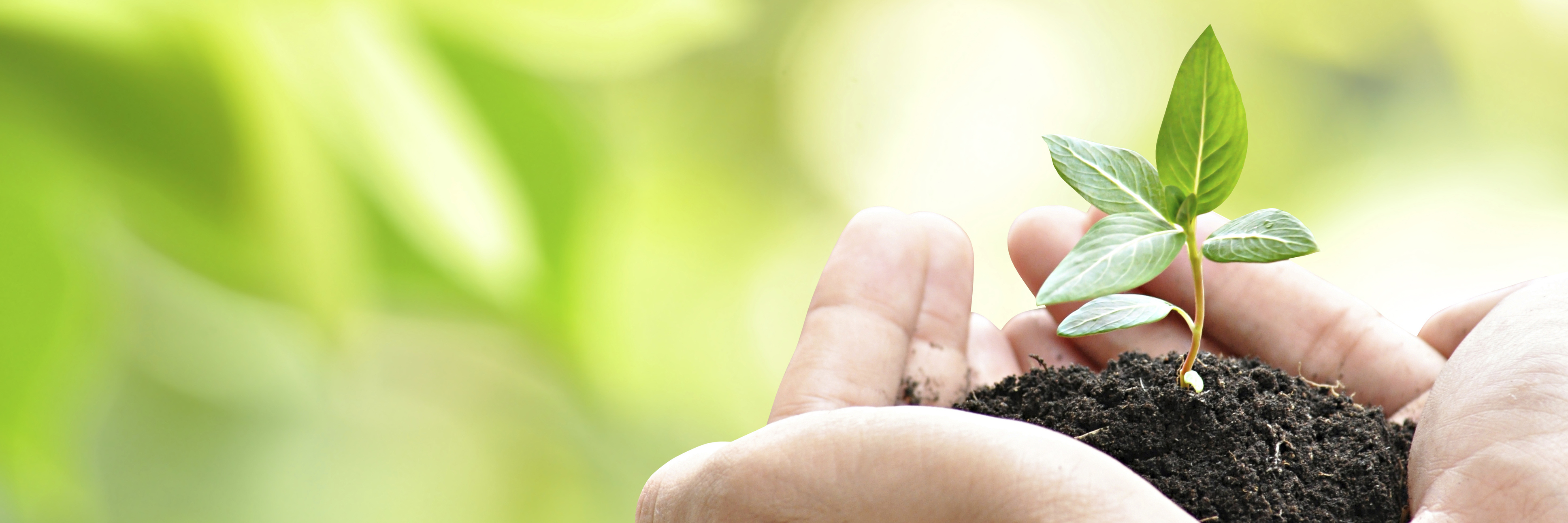 How Focusing on Small Victories Helps With Depression hands holding small green sapling and soil