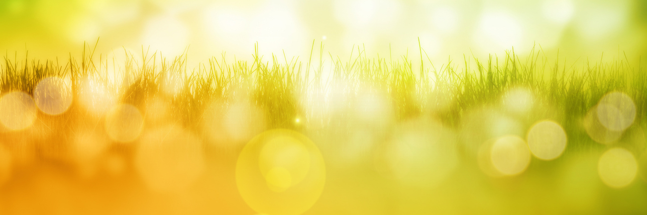 Blurred image of grass and sunlight
