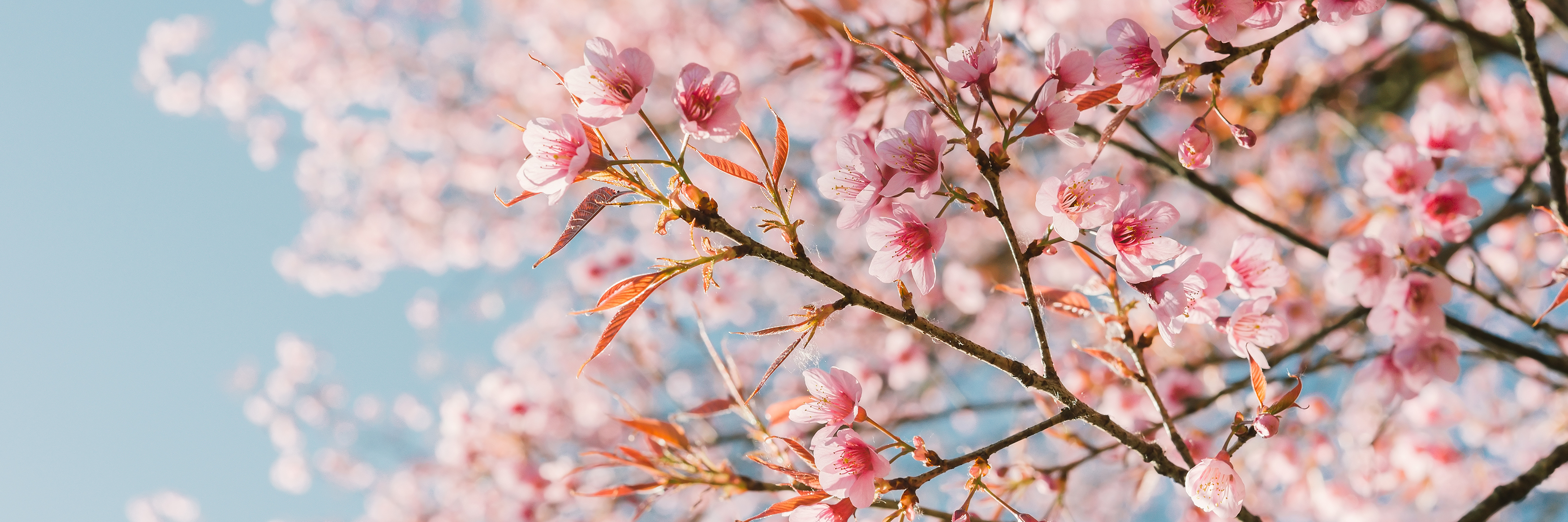 Pulmonary Hypertension: How Growth Can Come From Tragedy cherry blossom tree