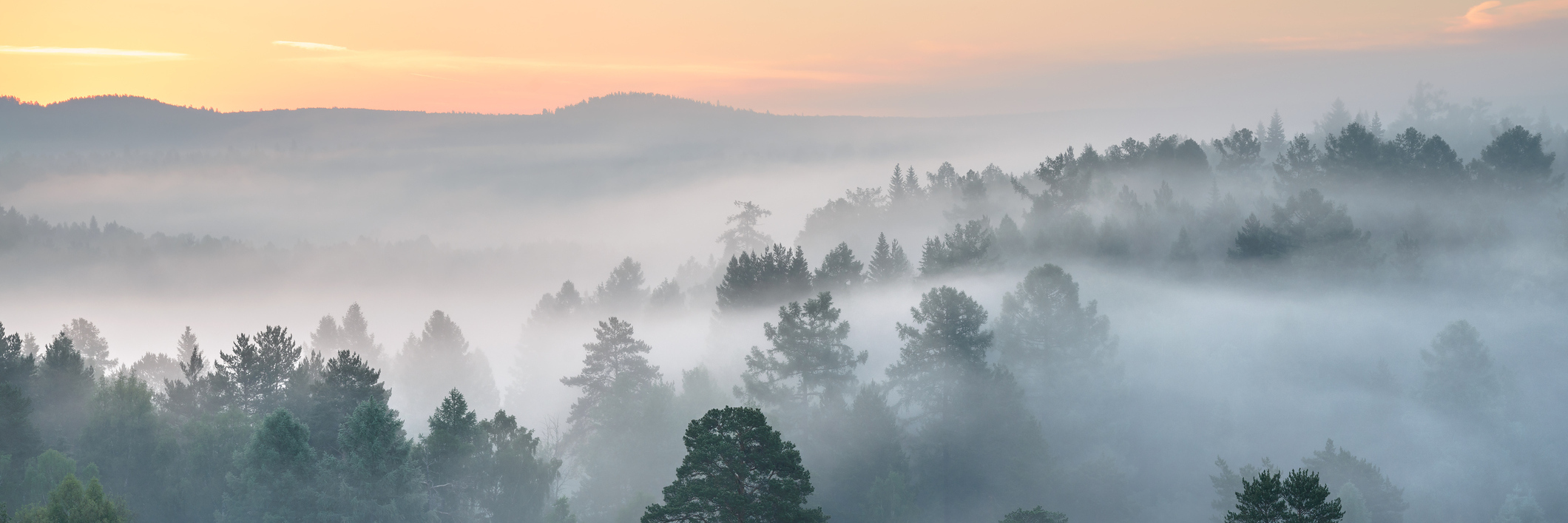 morning fog in forest at sunrise