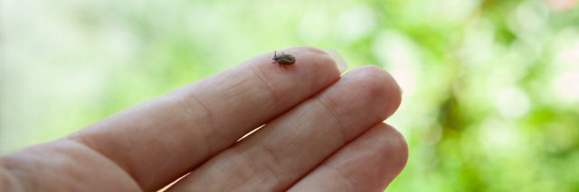 small tick on a person's finger