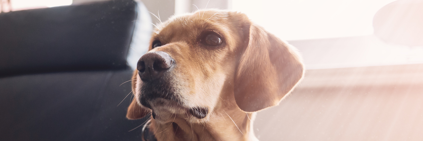 Gaining Confidence With My Service Dog for My Invisible Illnesses Dog sitting on sofa in front of window with sun shining through