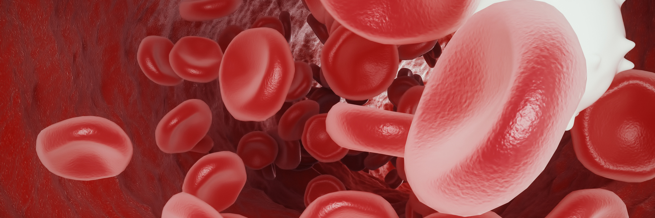 How Babesia/Babesiosis and Lyme Disease Affect Me white blood cell between red blood cells