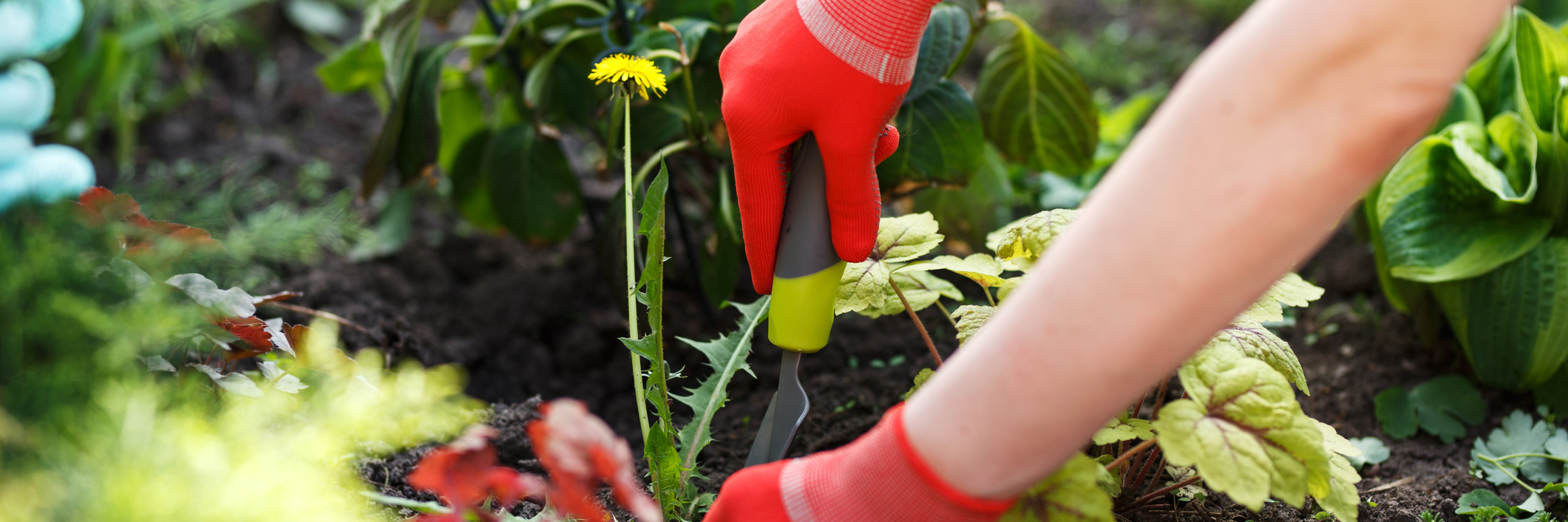 The Garden of My Life: A Poem on Depression woman's hands holding gardening tools removing weed from soil