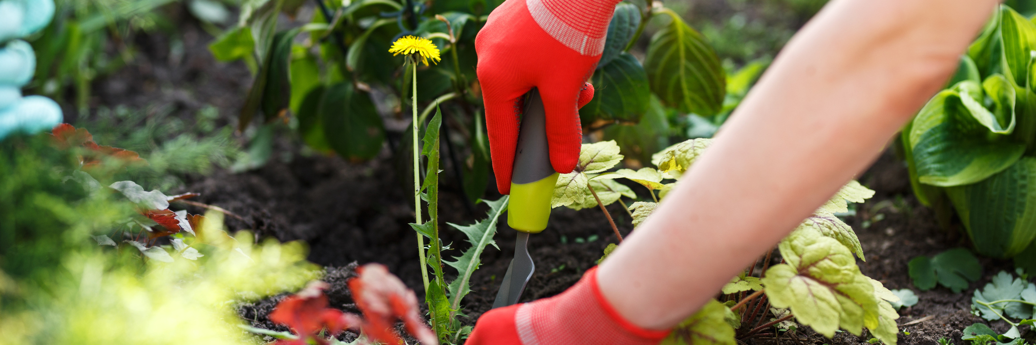 woman's hands holding gardening tools removing weed from soil