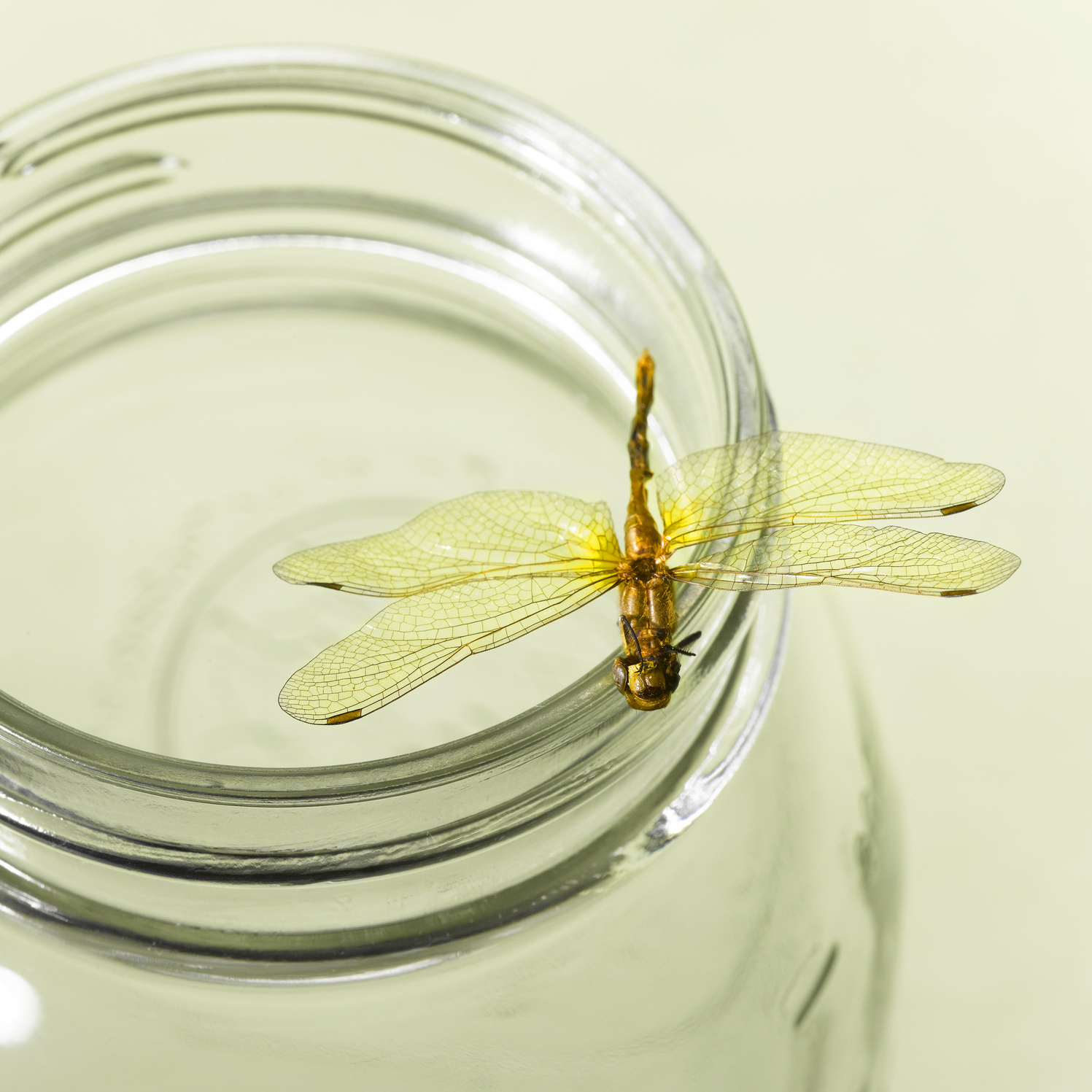 dragonfly perching on the edge of a glass jar