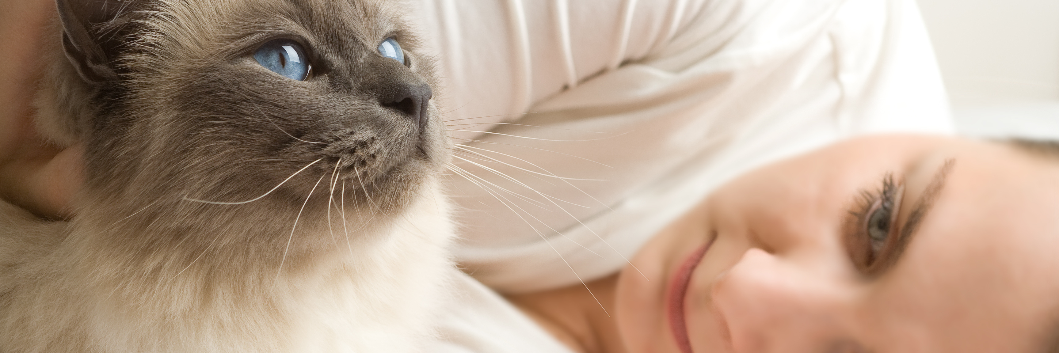 woman lying on bed next to blue eyed cat