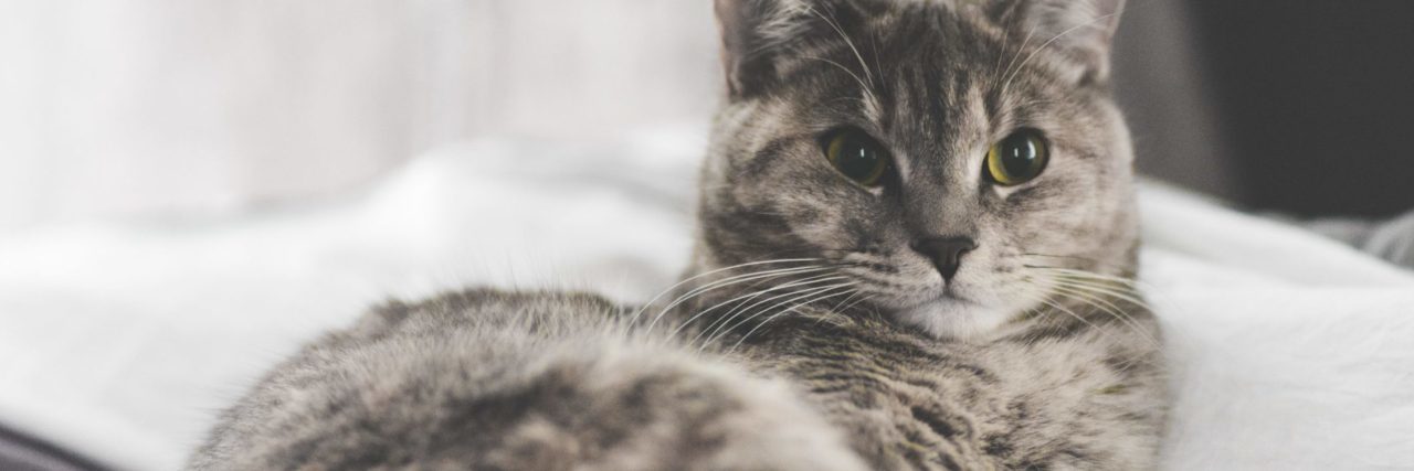 gray and white tabby cat lying on bed