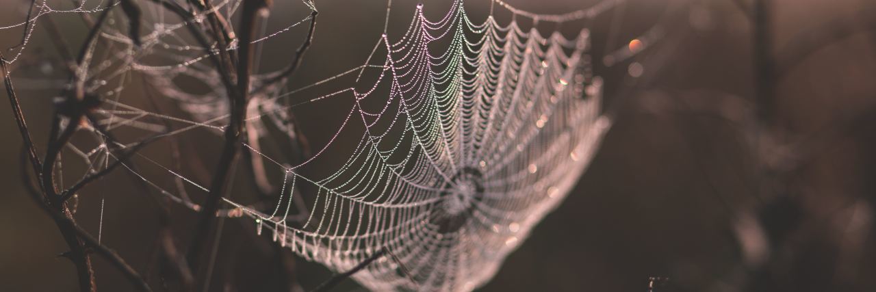 spiderweb in nature
