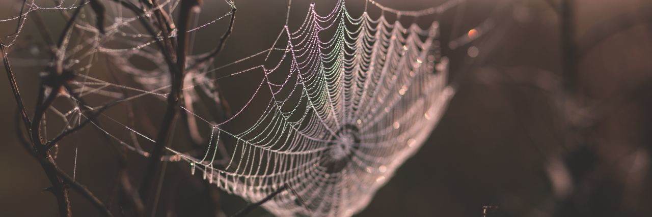 How Arachnophobia Affects My Life spiderweb in nature