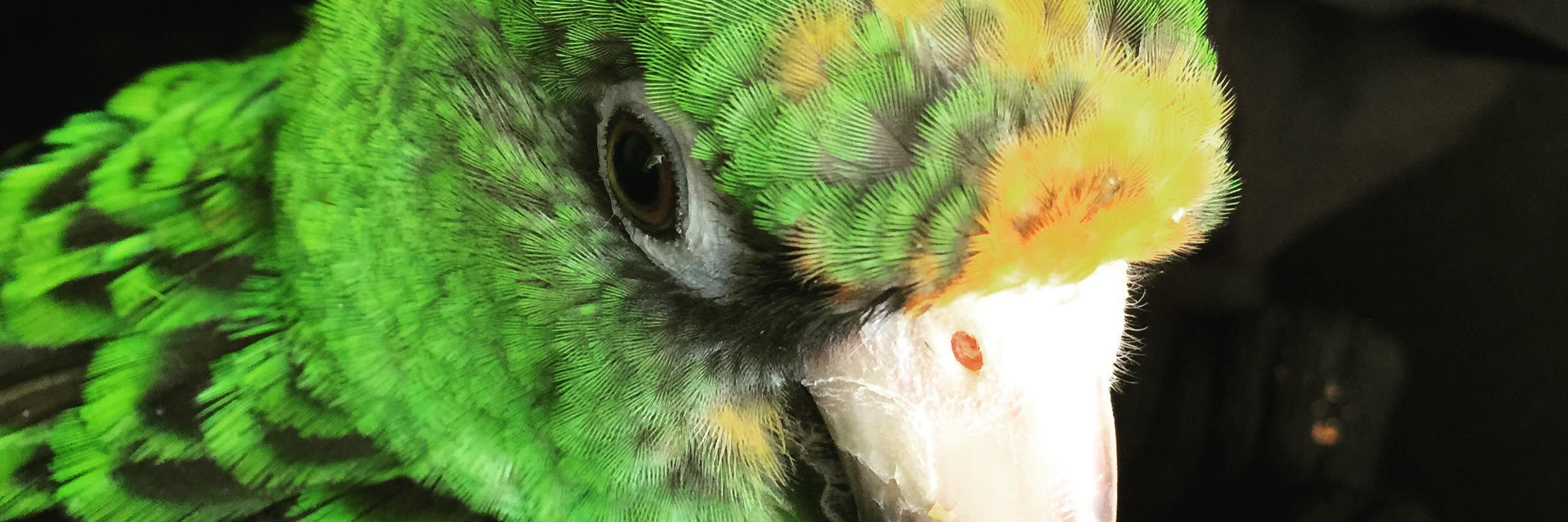 How My Parrot Helps Me Through Life With Chronic Illness green parrot named ziggy