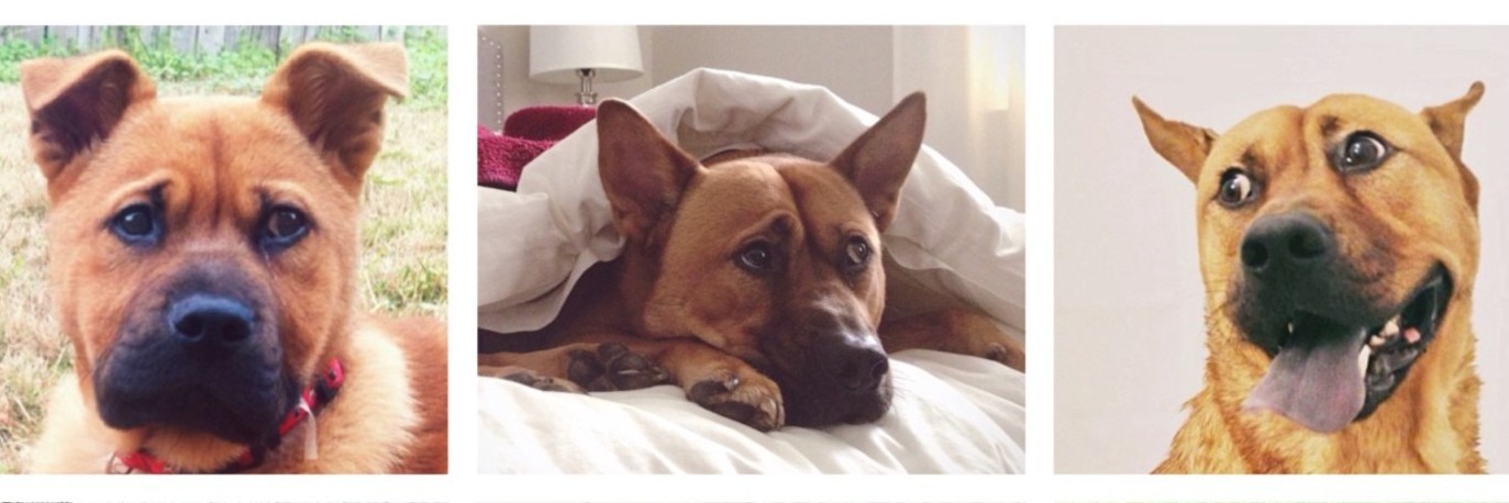 I Guess My Dog Doesn’t Detect Cancer collage of cute dog