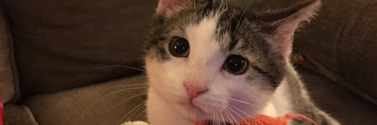 Why My Emotional Support Animal Is Not Simply a Cat meeko cat