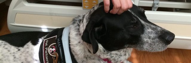 dog sitting next to woman in hospital bed