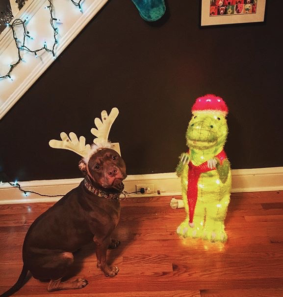 cute dog wearing reindeer horns at Christmas