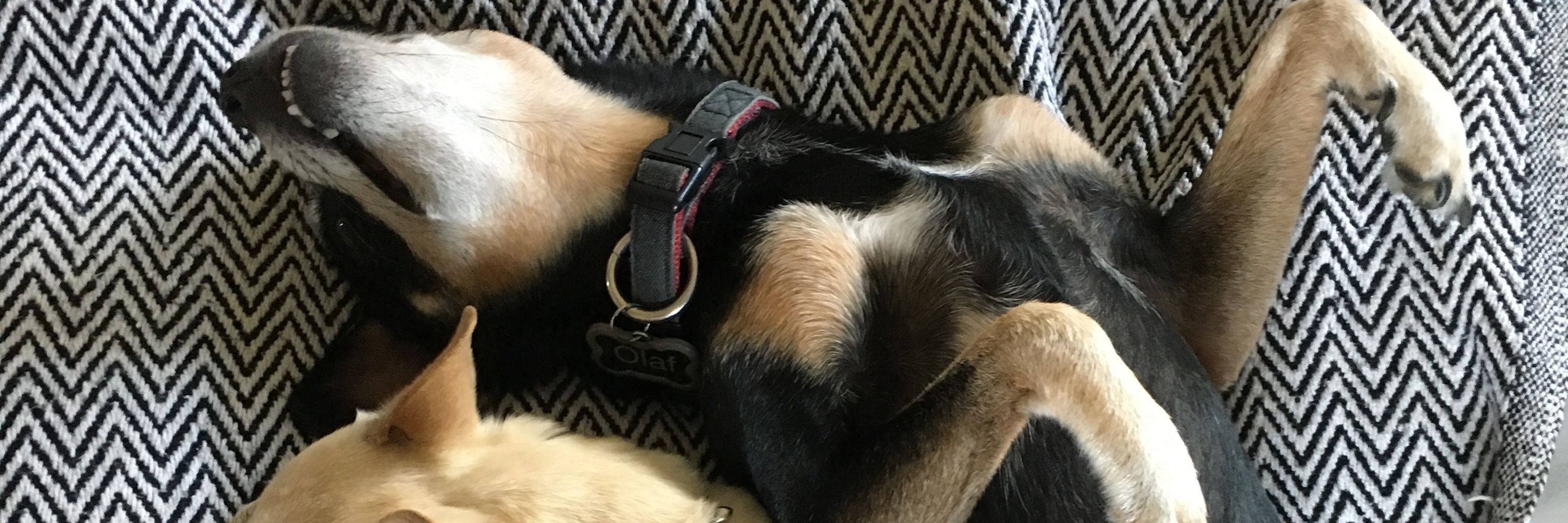 two dogs curled up on a bed