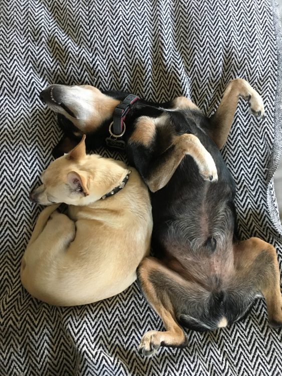 two dogs curled up on a bed