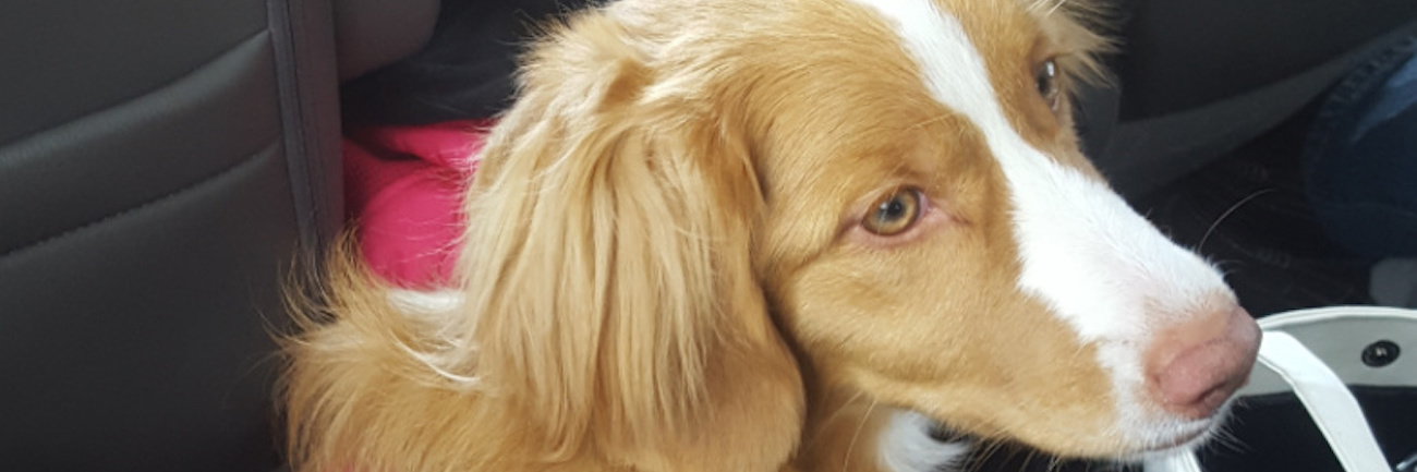 The Differences Between Emotional Support Animals and Service Dogs Rose the emotional support dog.