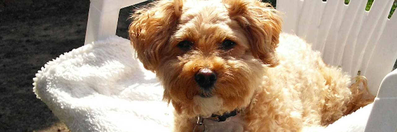 How My Dog Saves Me From My Bipolar Disorder henry dog