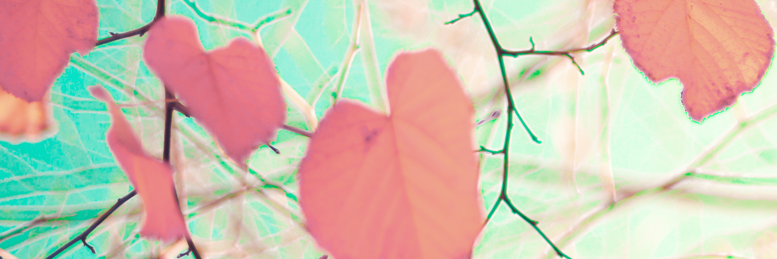 Mind, Body, Heart: Grief and Healing Heart-shaped autumn leaves on tree branches